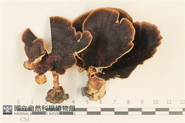 小孔菌屬藏品圖，第1張