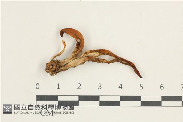 登錄號:F0038383藏品圖，第1張