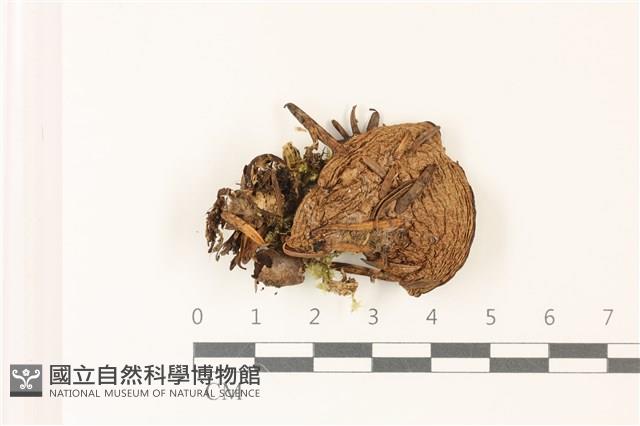 登錄號:F0037383藏品圖，第1張