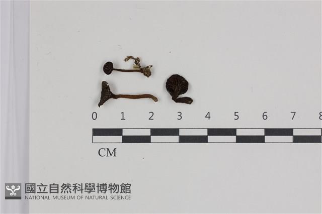 登錄號:F0035383藏品圖，第1張