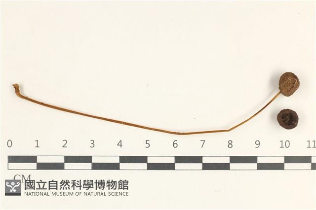 登錄號:F0038233藏品圖，第1張