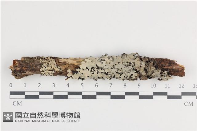 登錄號:F0036233藏品圖，第1張