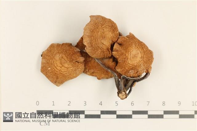 登錄號:F0037233藏品圖，第1張