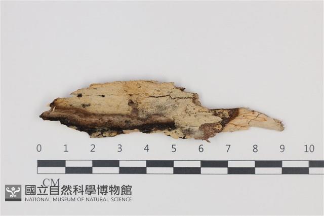 登錄號:F0035233藏品圖，第1張