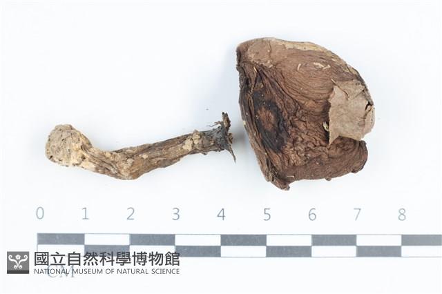 登錄號:F0038833藏品圖，第1張