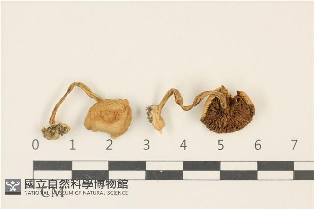登錄號:F0036833藏品圖，第1張