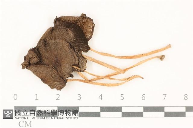 登錄號:F0037833藏品圖，第1張