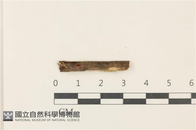 登錄號:F0037933藏品圖，第1張