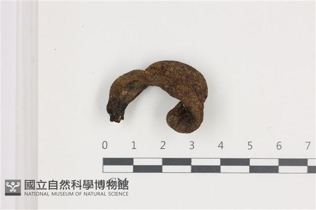 炭角菌屬藏品圖，第1張