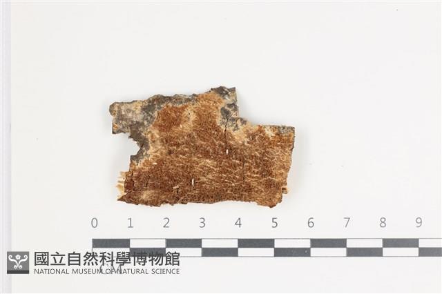 登錄號:F0035633藏品圖，第1張