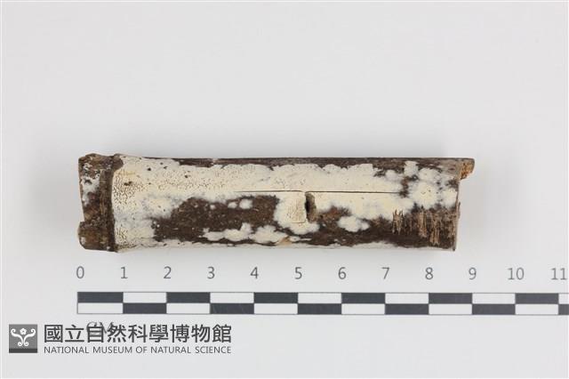 登錄號:F0036433藏品圖，第1張
