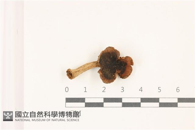 登錄號:F0037433藏品圖，第1張