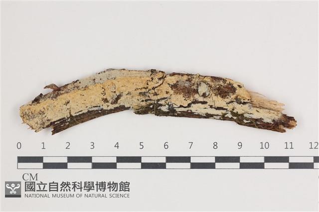 館號:F0035433藏品圖，第1張