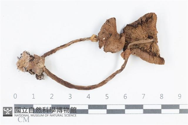 登錄號:F0038733藏品圖，第1張