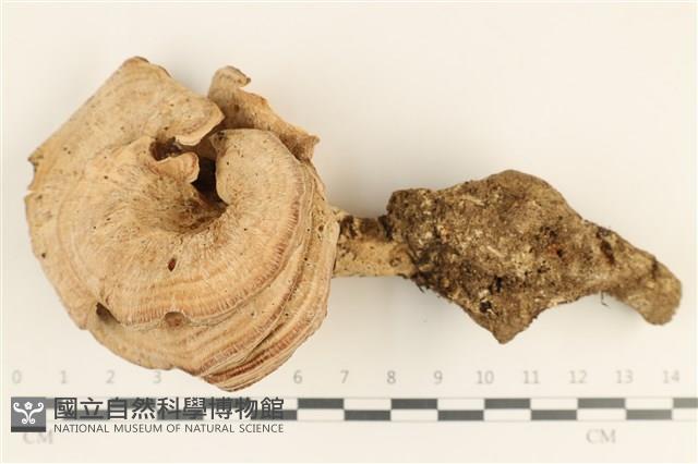 登錄號:F0036733藏品圖，第1張