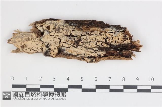 絲皮菌屬藏品圖，第1張