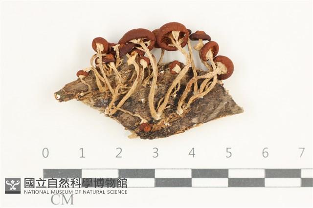 登錄號:F0038533藏品圖，第1張