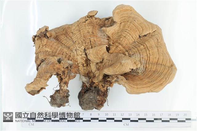 登錄號:F0036533藏品圖，第1張