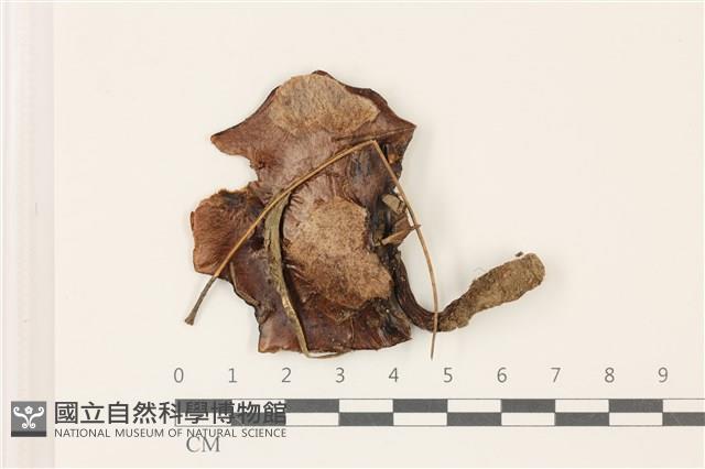 登錄號:F0037533藏品圖，第1張