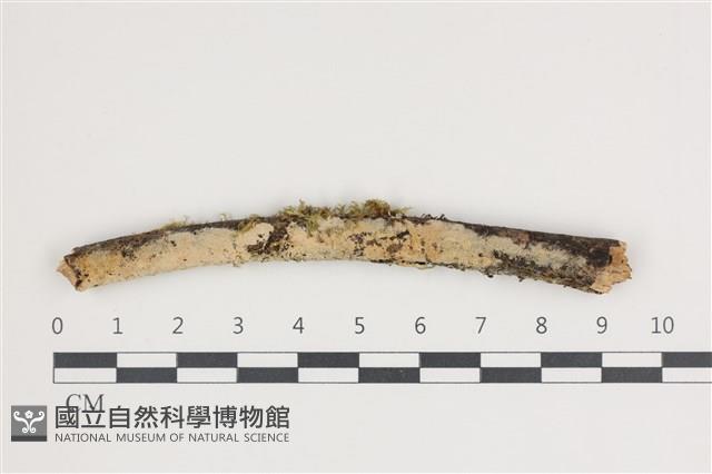登錄號:F0035533藏品圖，第1張
