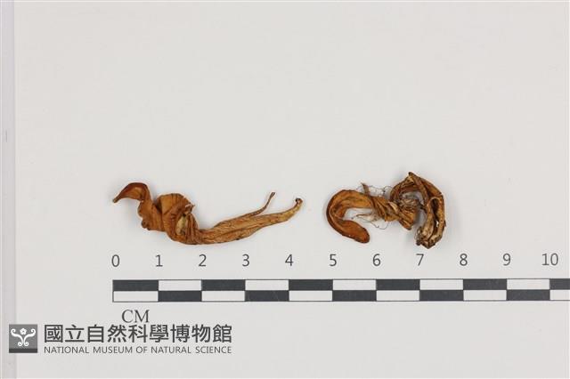 登錄號:F0036133藏品圖，第1張