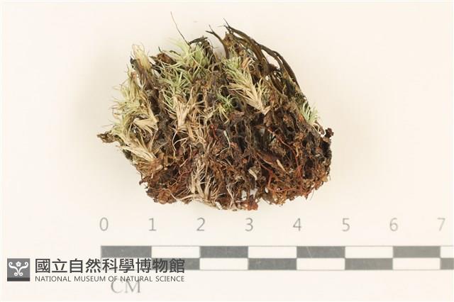 登錄號:F0037133藏品圖，第1張