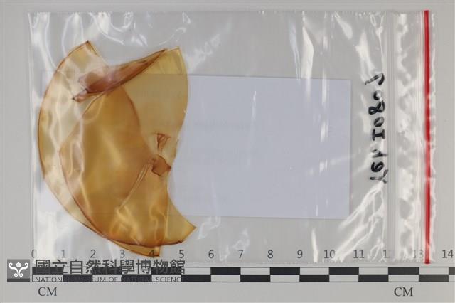 登錄號:F0035133藏品圖，第1張