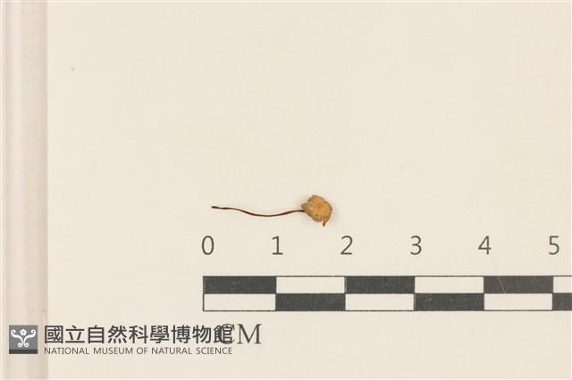 小皮傘屬藏品圖，第1張