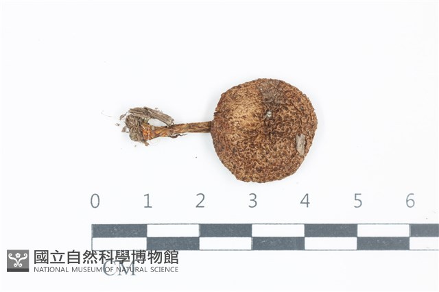 登錄號:F0039133藏品圖，第1張