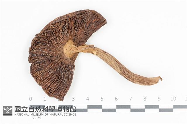 登錄號:F0036033藏品圖，第1張