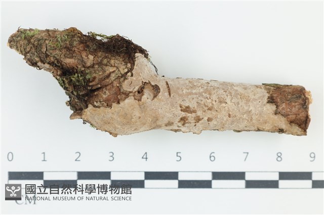 登錄號:F0039033藏品圖，第1張