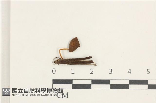 登錄號:F0038333藏品圖，第1張