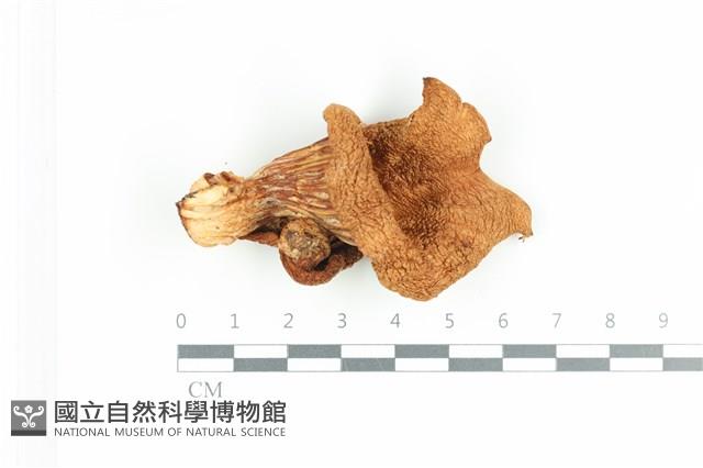 糙皮側耳藏品圖，第1張