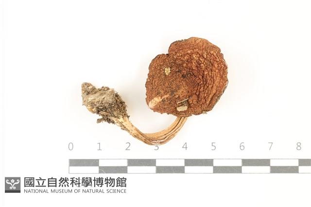 登錄號:F0037333藏品圖，第1張