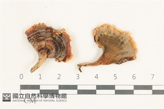 登錄號:F0038273藏品圖，第1張