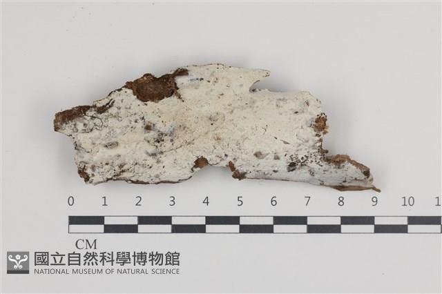 登錄號:F0036273藏品圖，第1張