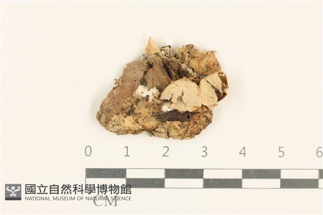 登錄號:F0037273藏品圖，第1張