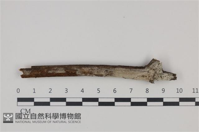 登錄號:F0035273藏品圖，第1張
