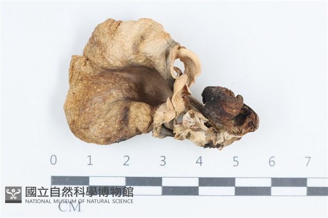 杯傘屬藏品圖，第1張