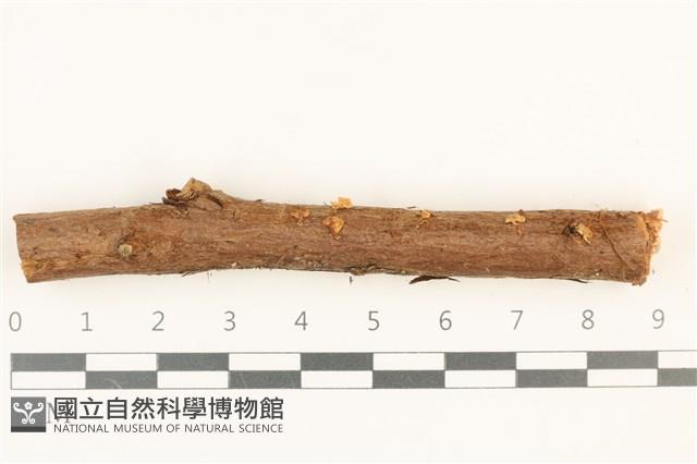 小皮傘屬藏品圖，第1張