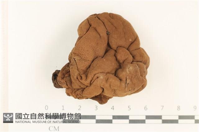 登錄號:F0037873藏品圖，第1張