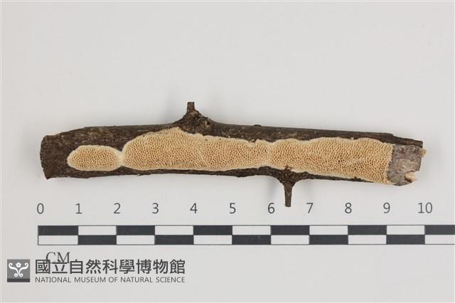 登錄號:F0035873藏品圖，第1張