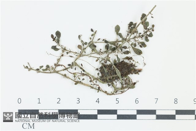 登錄號:F0038973藏品圖，第1張