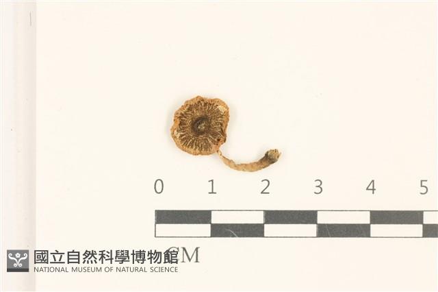 登錄號:F0036973藏品圖，第1張