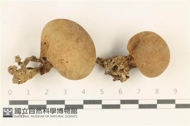 登錄號:F0037973藏品圖，第1張