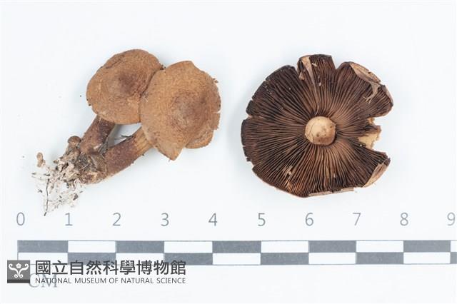 登錄號:F0038673藏品圖，第1張