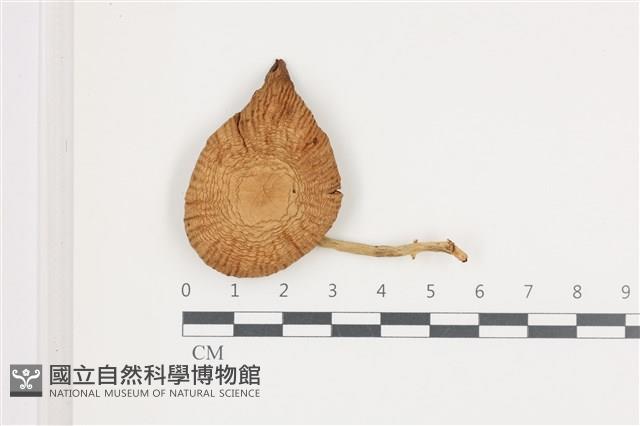 登錄號:F0036673藏品圖，第1張