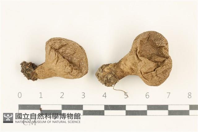 登錄號:F0037673藏品圖，第1張