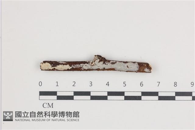 登錄號:F0035673藏品圖，第1張