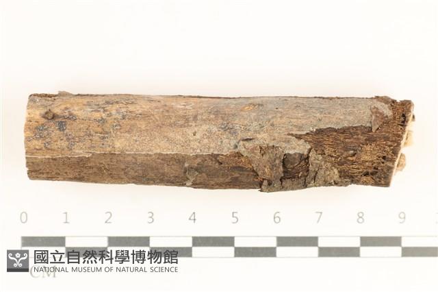 刺皮菌屬藏品圖，第1張